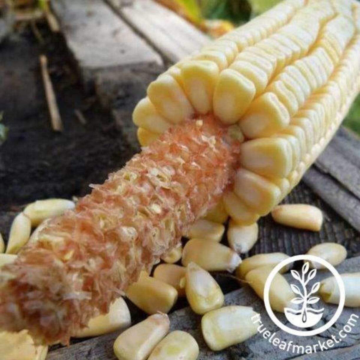 Pencil Cob Corn