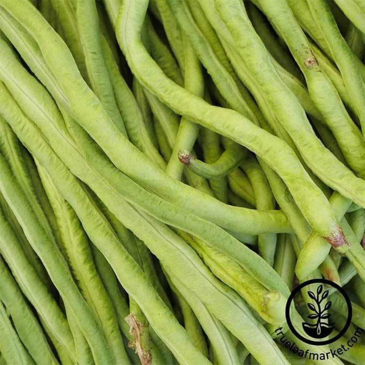 California Black-eye Cowpeas Bean