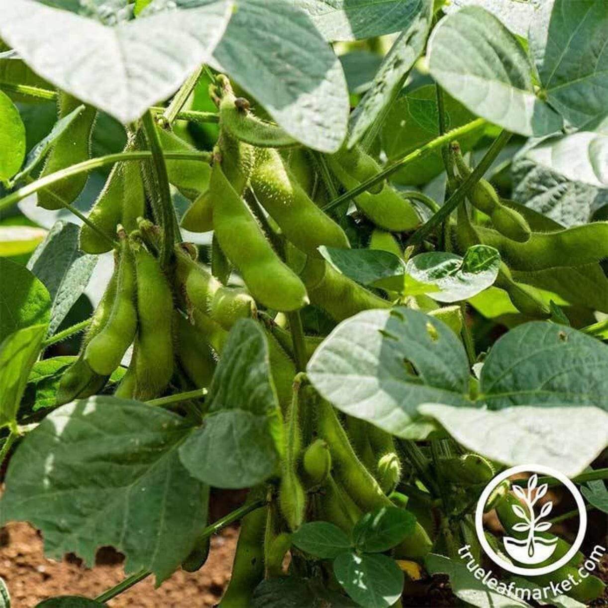 Besweet Edamame