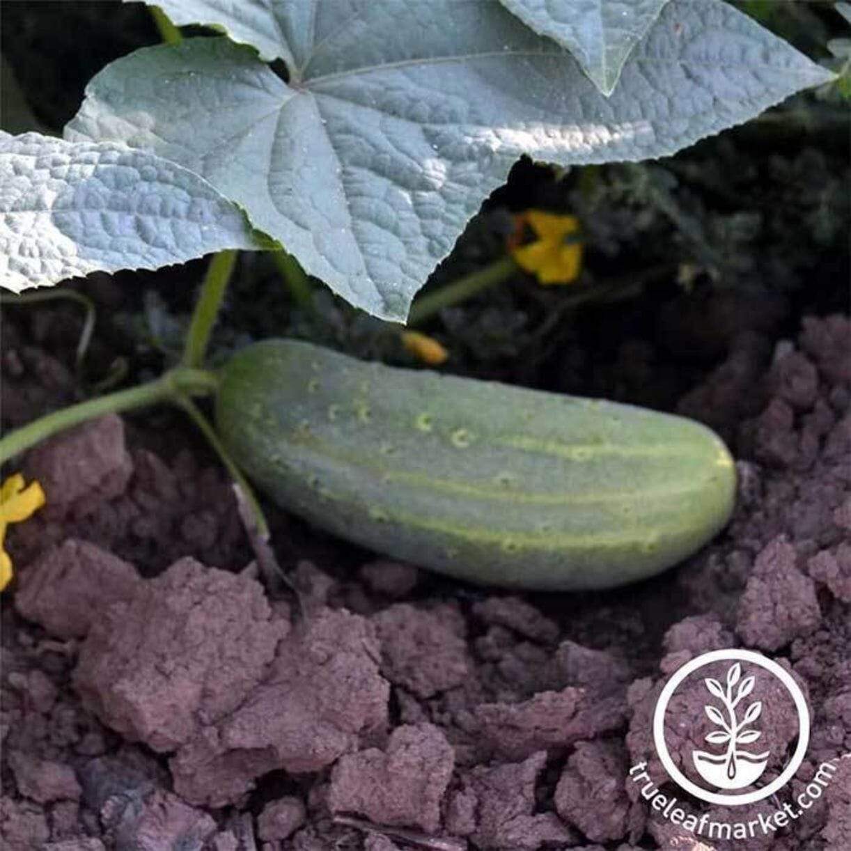 Wisconsin Smr Cucumber