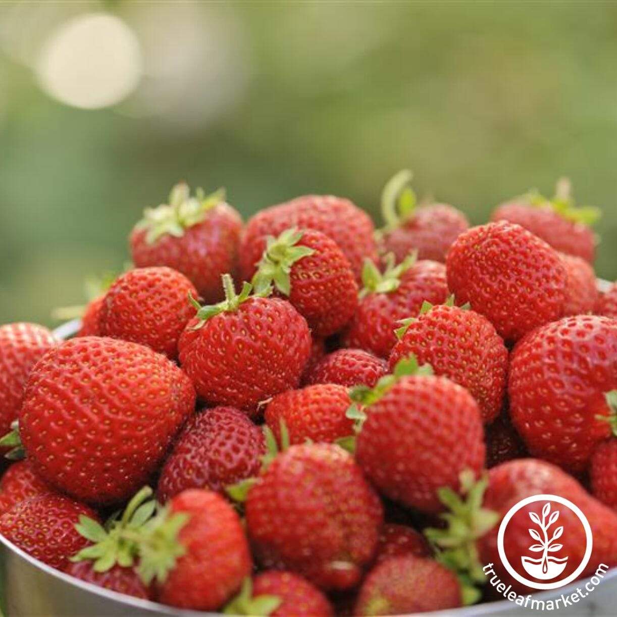 Honeoye Strawberry