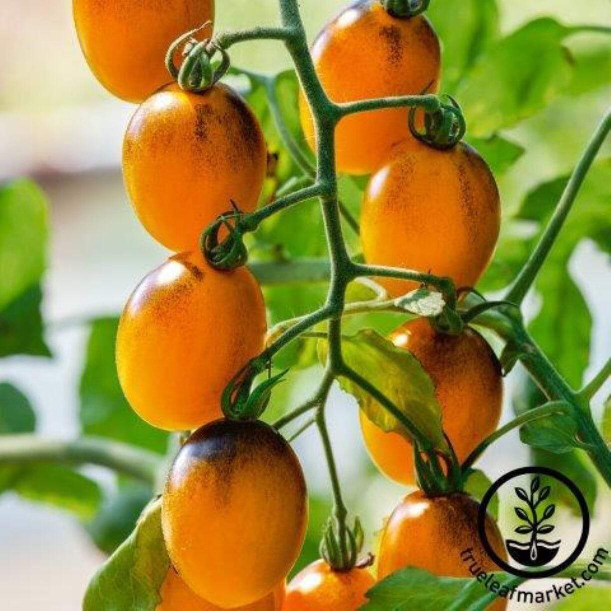 Gum Drop Yellow Tomato