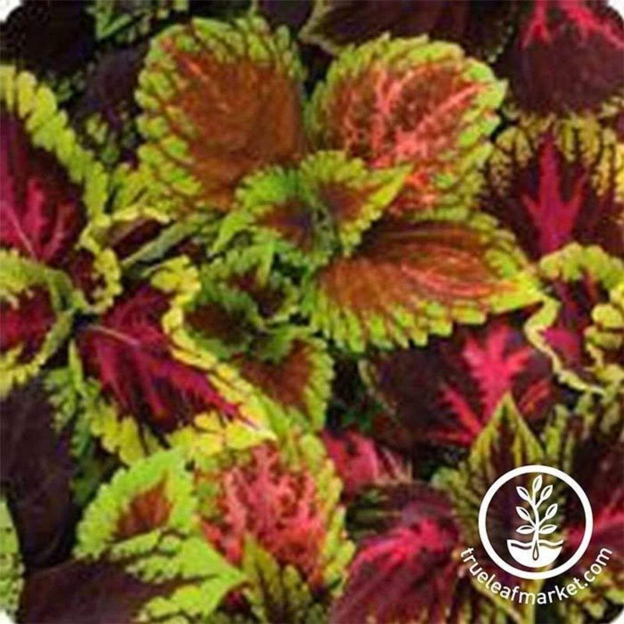 Kong Series Coleus