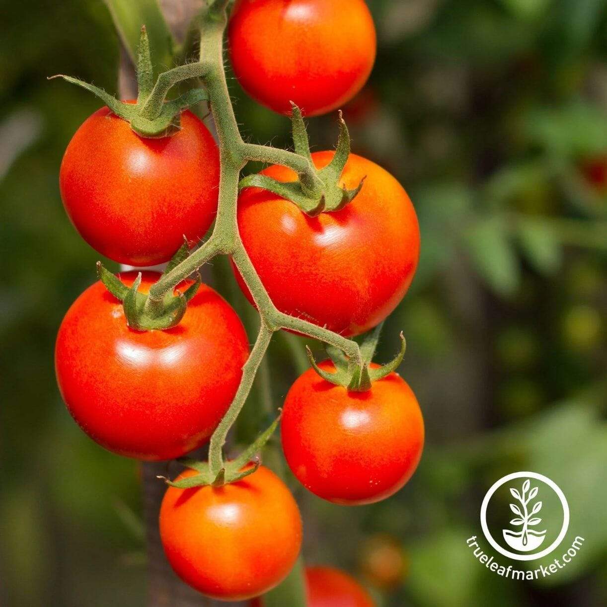 Currant Red Tomato