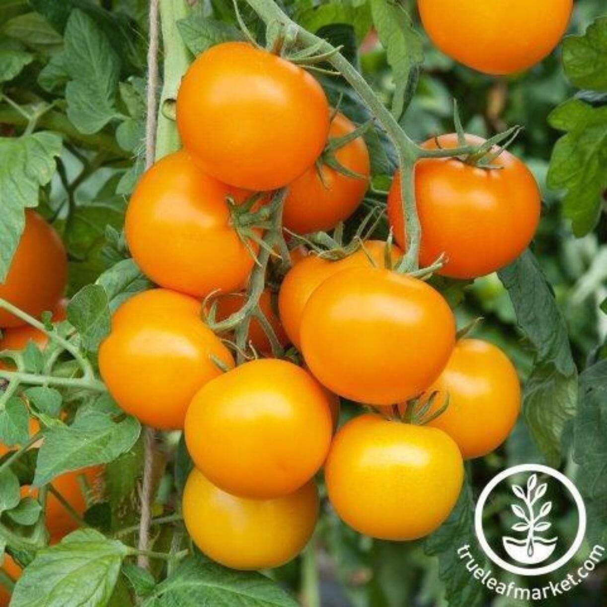 Mini Orange Tomato