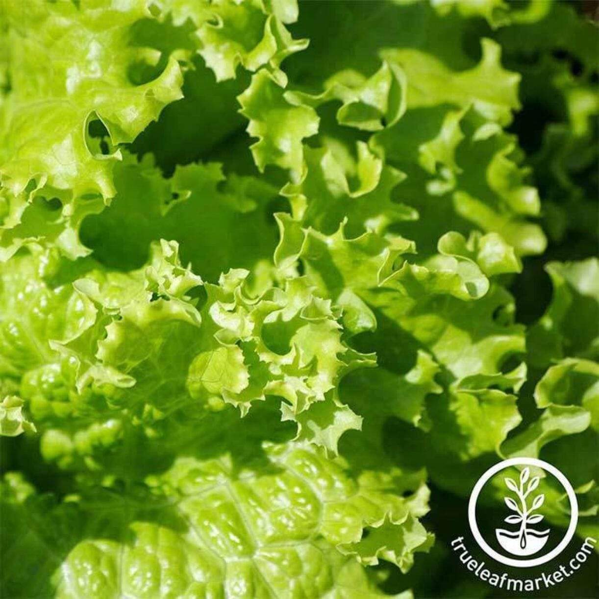 Grand Rapids Lettuce