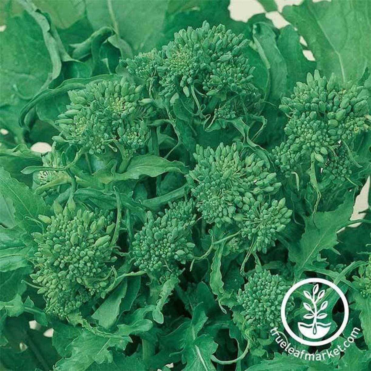 Spring Rapini Broccoli