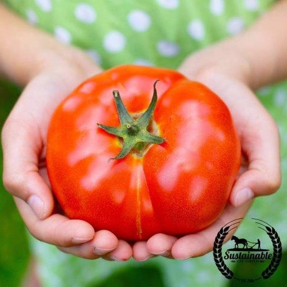 Old German Tomato