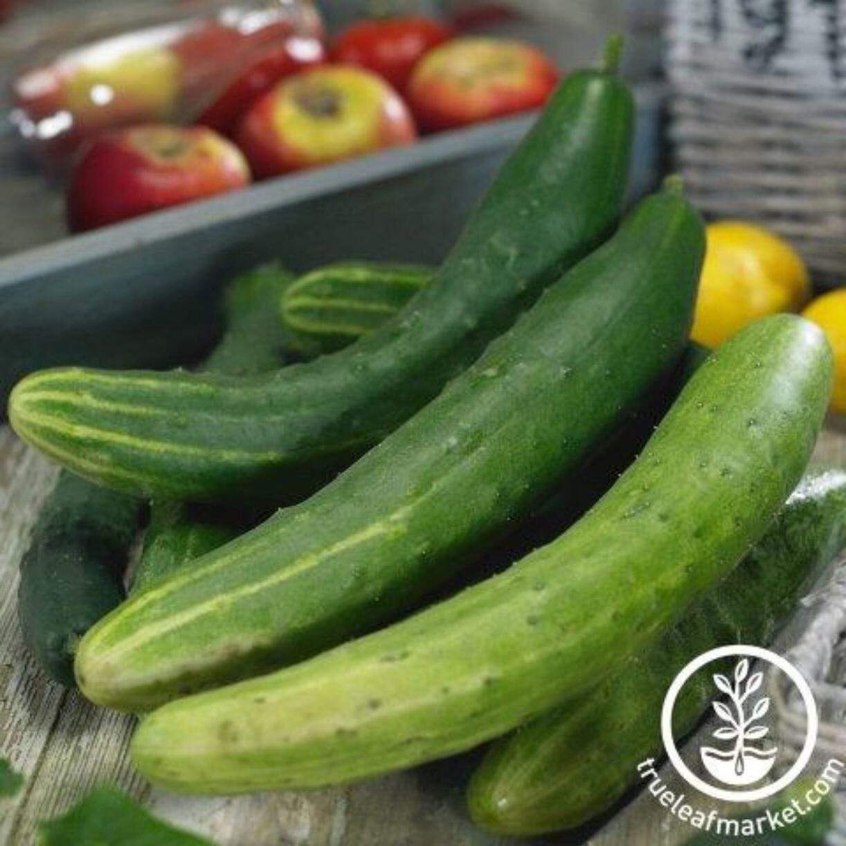 Garden Sweet Burpless Cucumber
