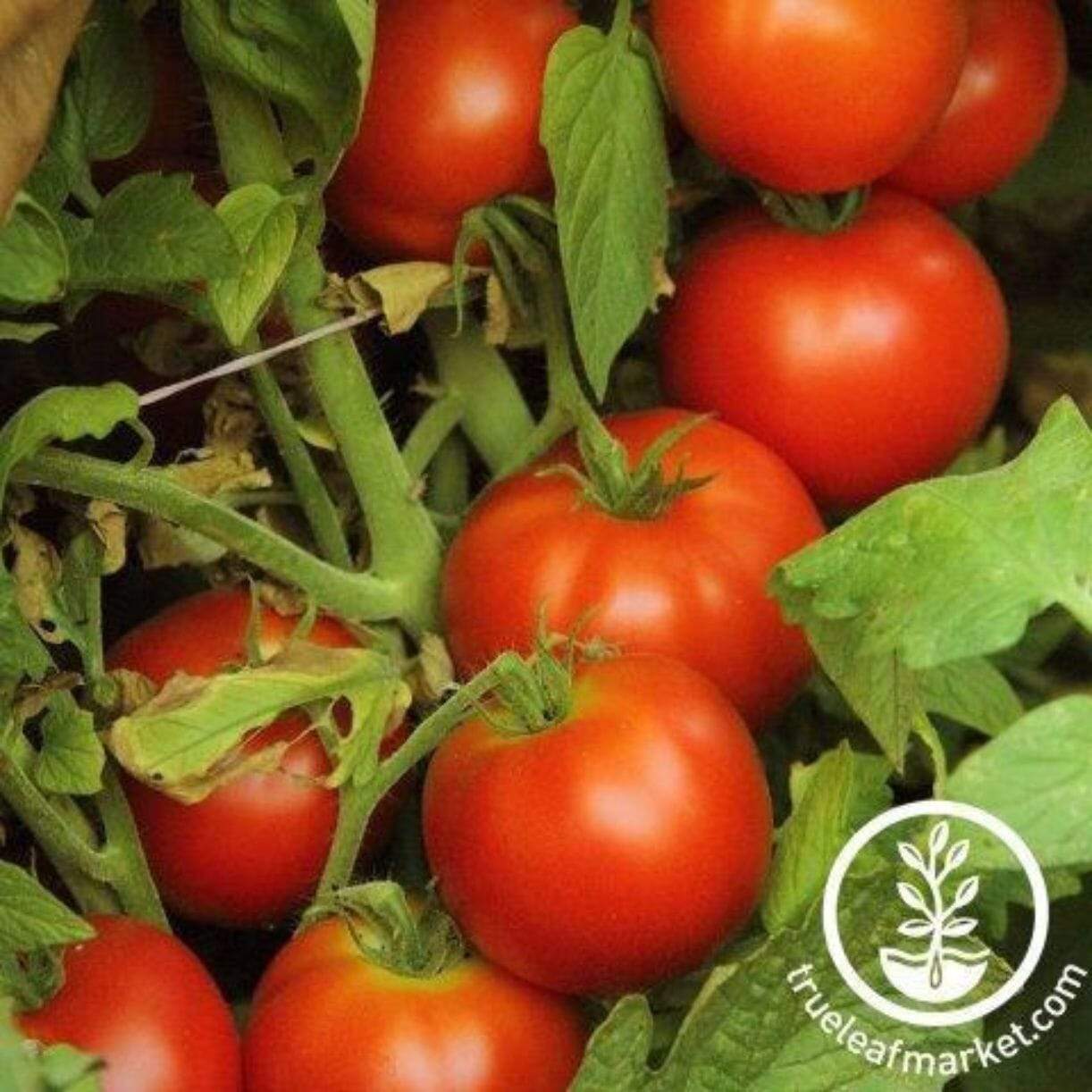 Early Doll Tomato