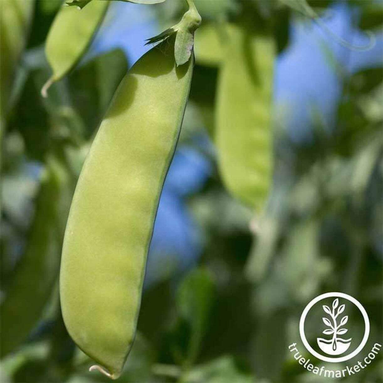 Oregon Giant Pea