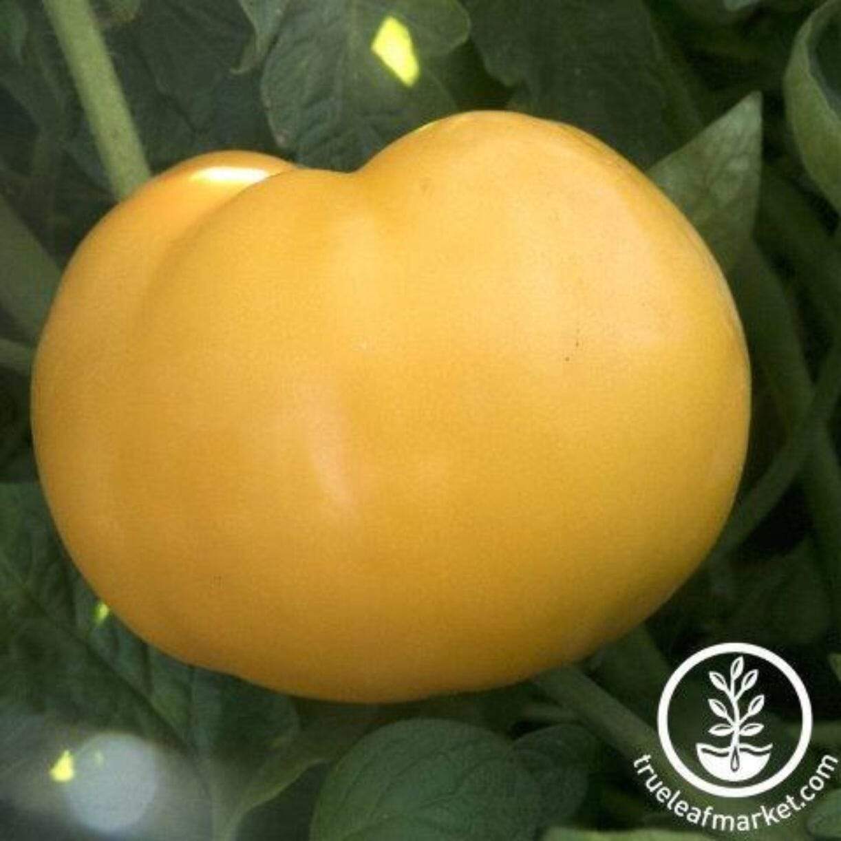 Nebraska Wedding Tomato