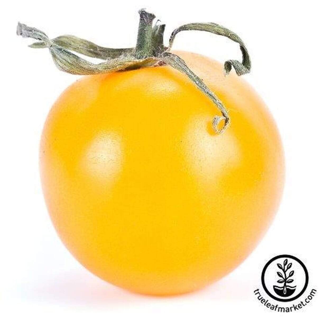 Sunray Tomato