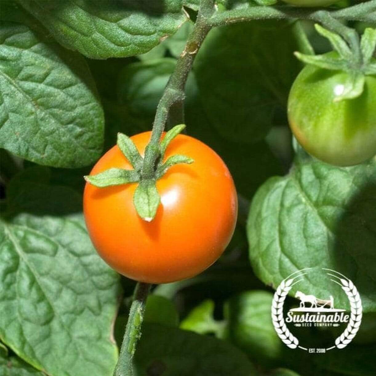 Chadwick Cherry Tomato