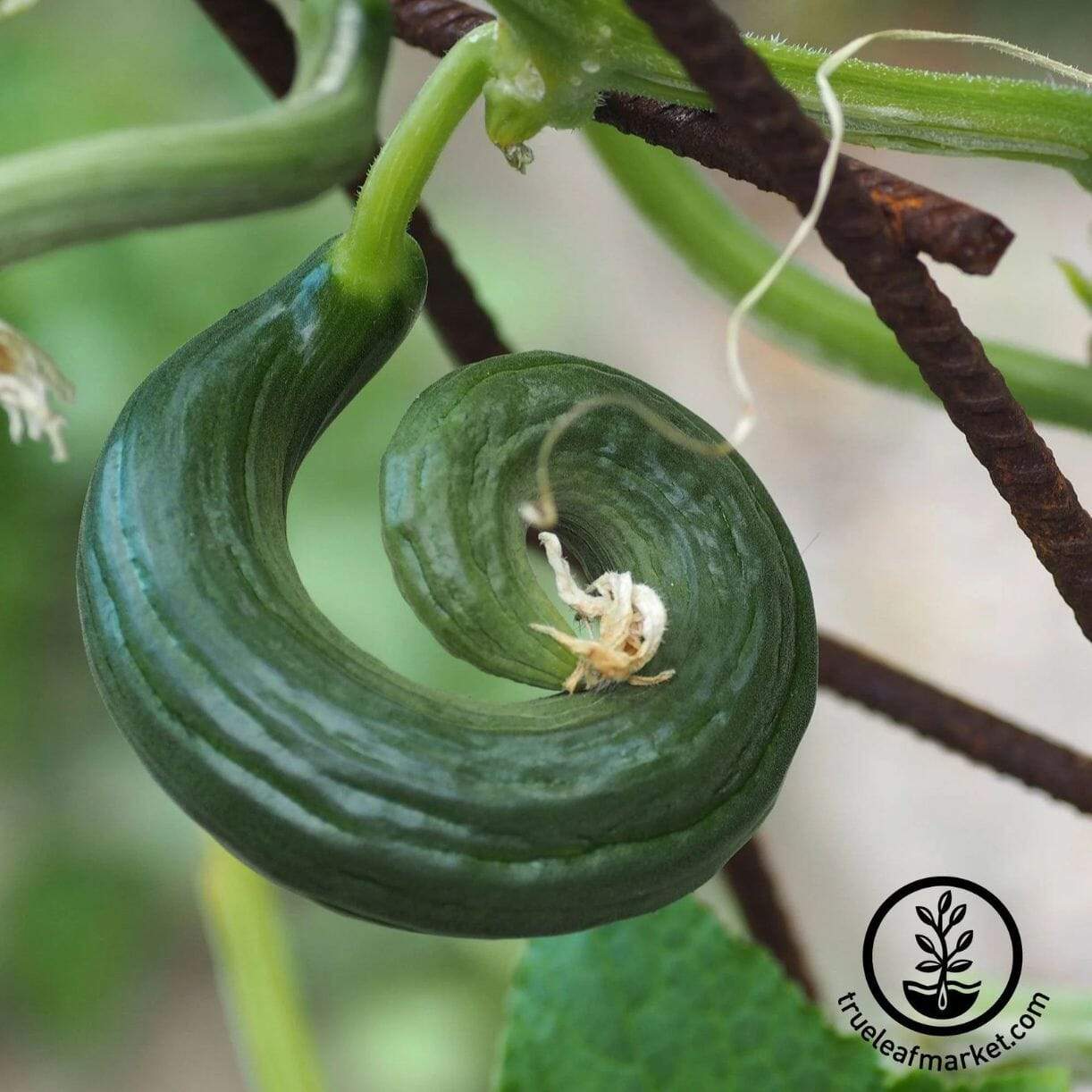 Metki Dark Green Armenian Cucumber