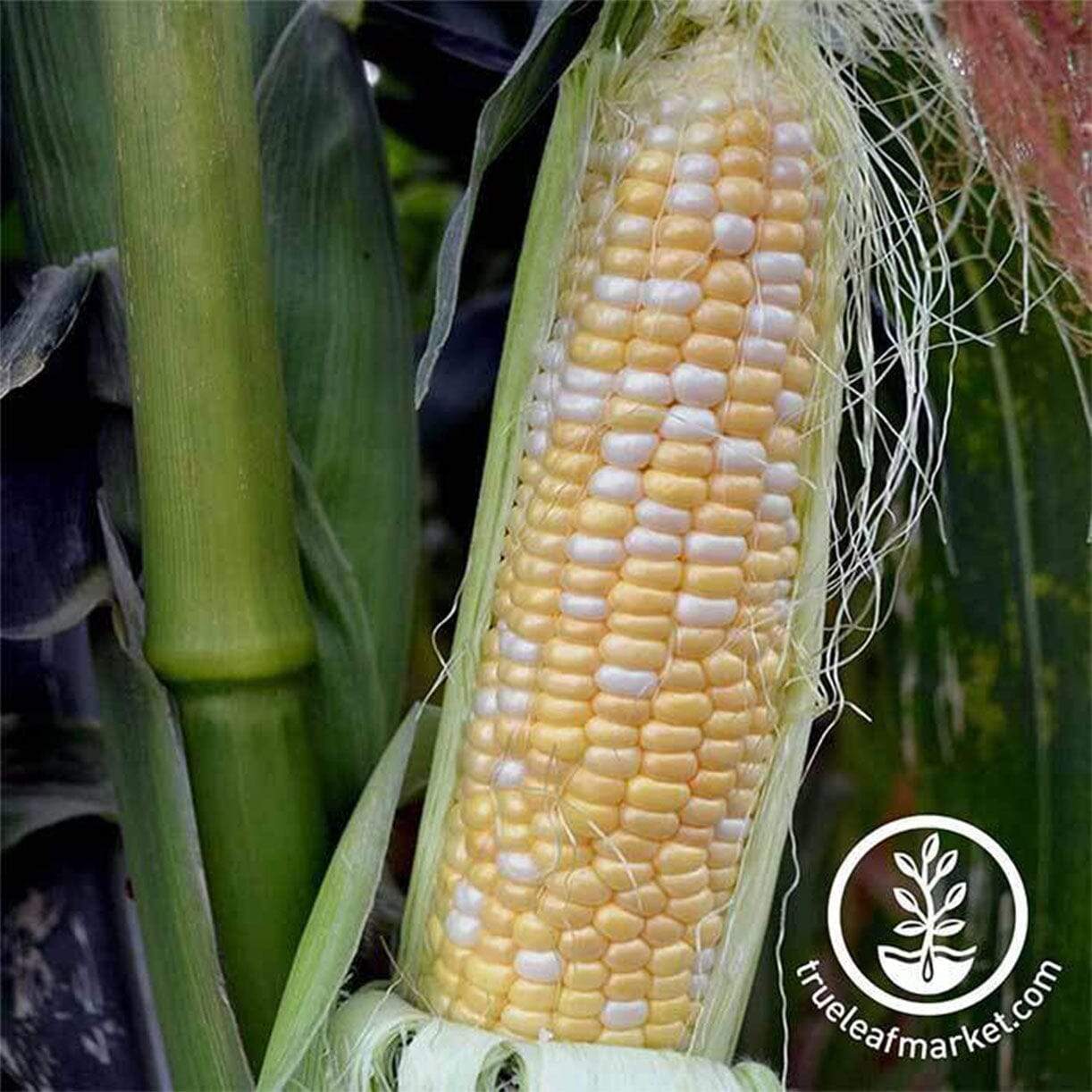Serendipity Bicolor Triplesweet Corn