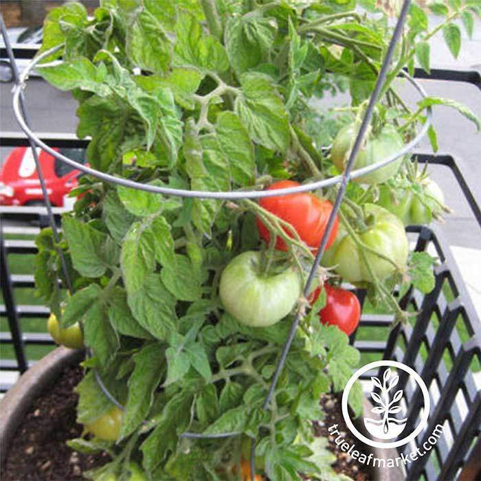 Patio Tomato
