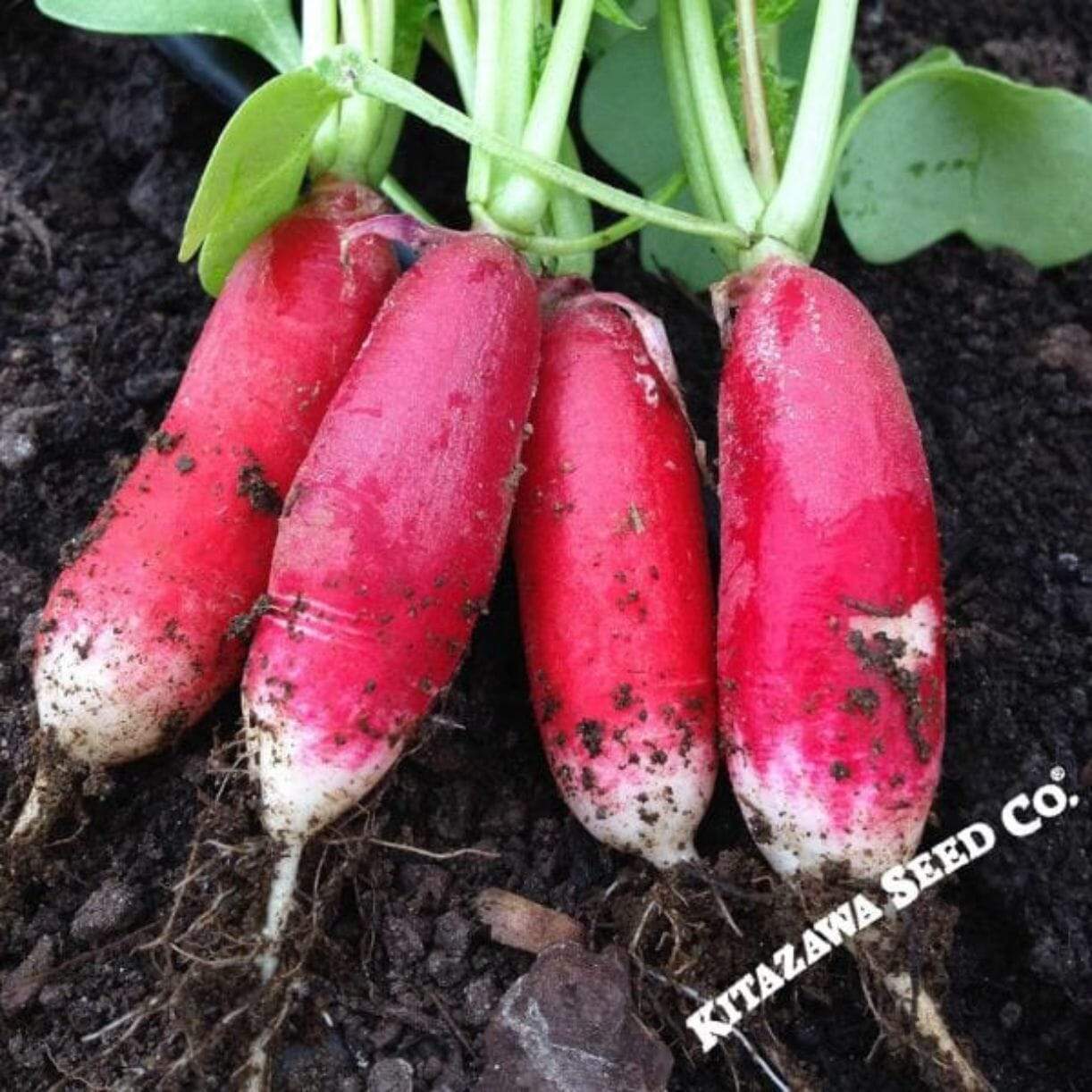 Radish