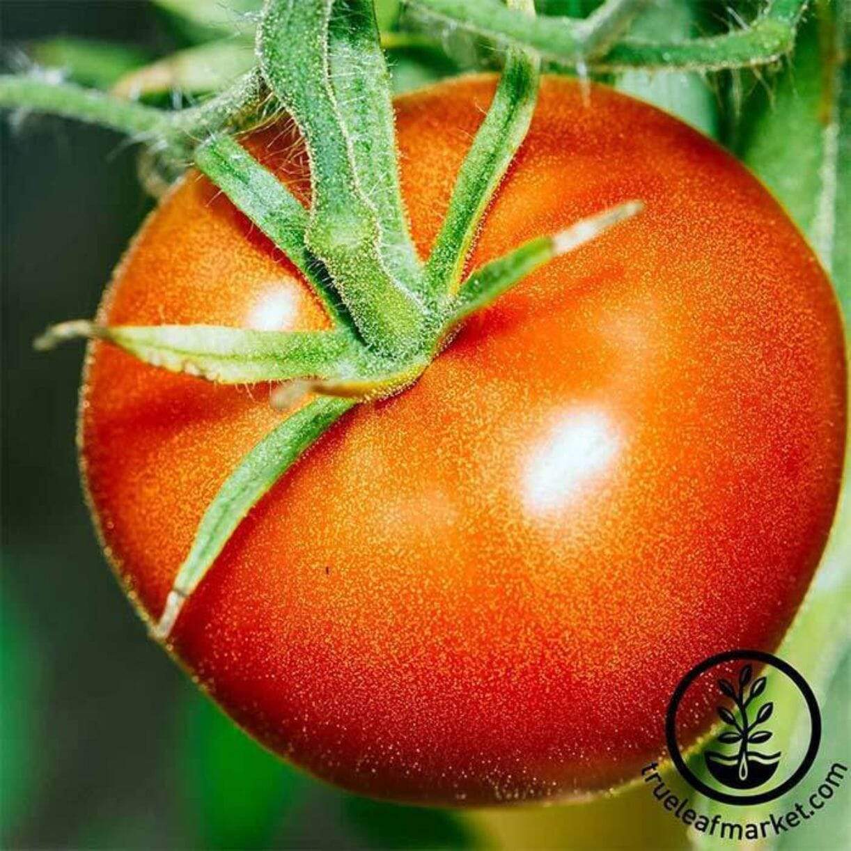Bonny Best Tomato