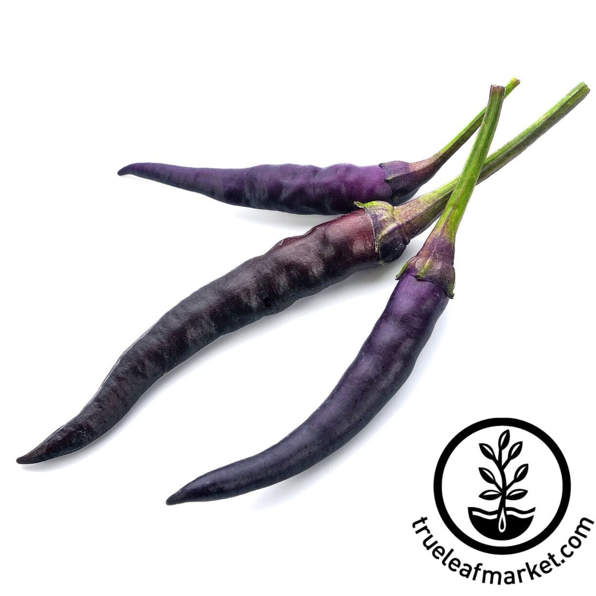 Cayenne Purple Pepper