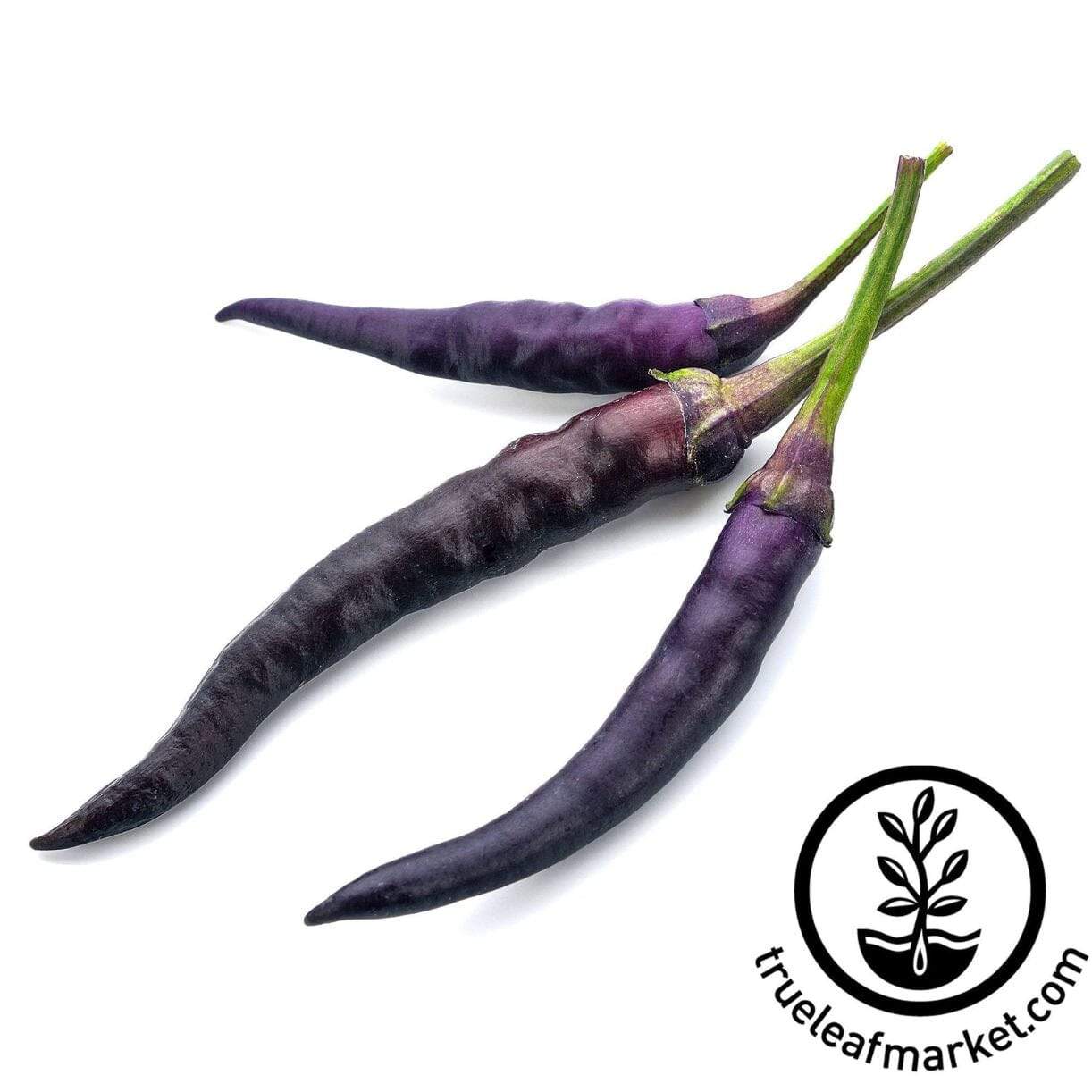 Cayenne Purple Pepper