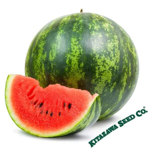 Shiny Boy Watermelon