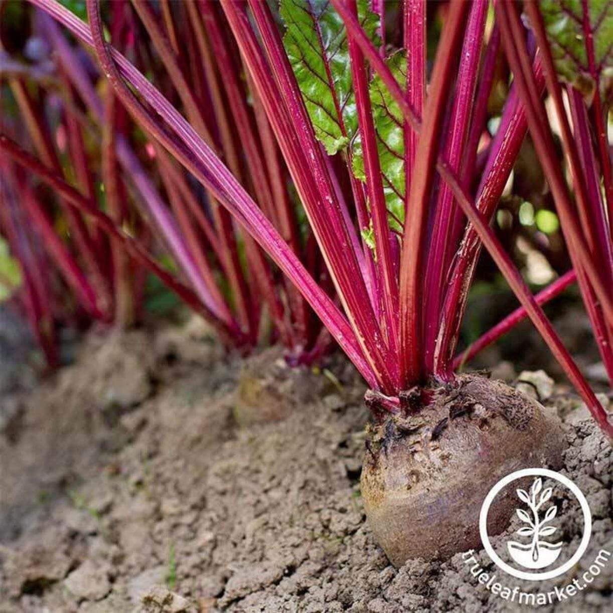 Early Wonder Tall Top Beet