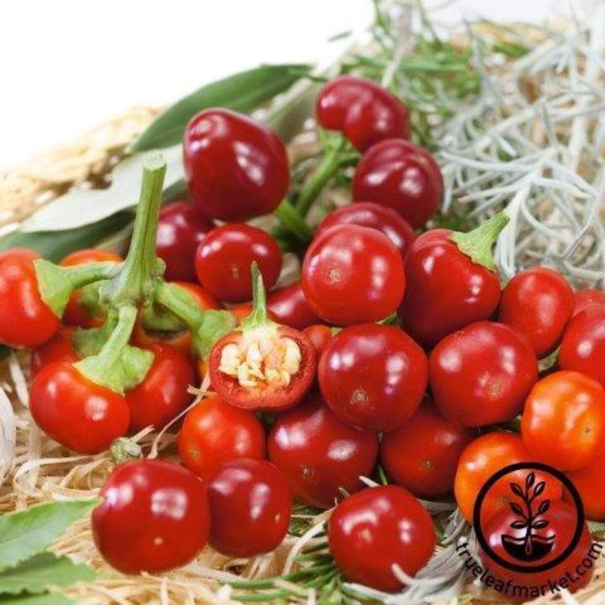Cherry Mini Hot Pepper
