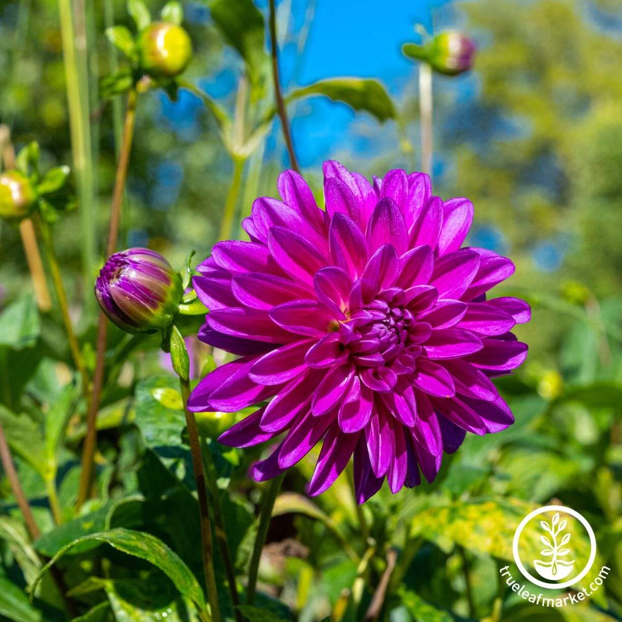 Thomas A. Edison Dahlia