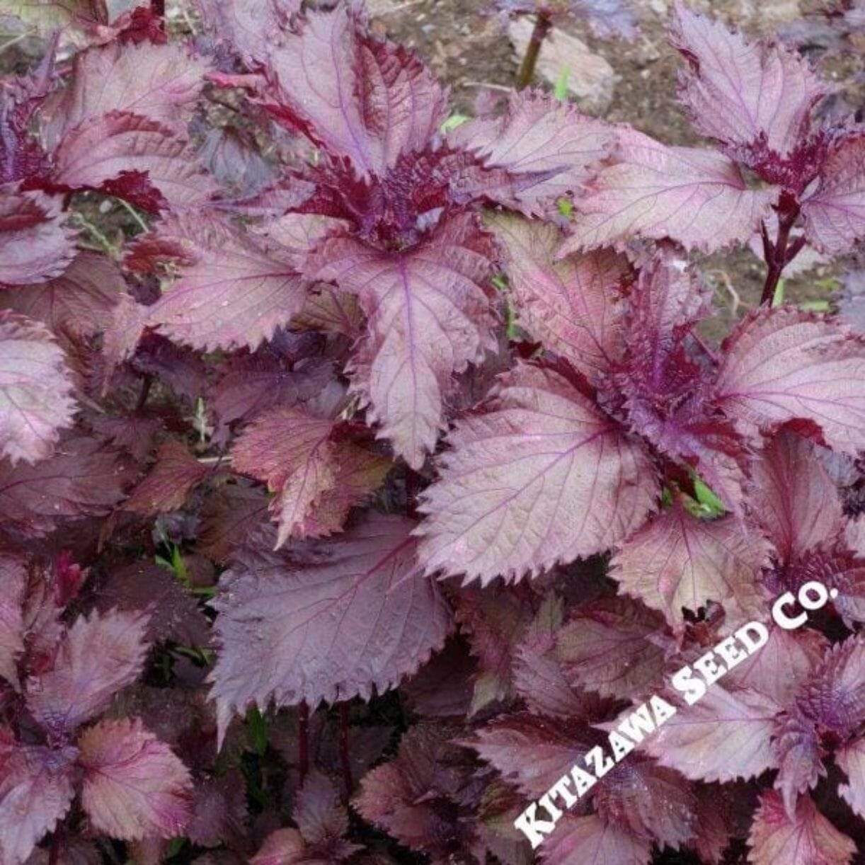 Red Shiso
