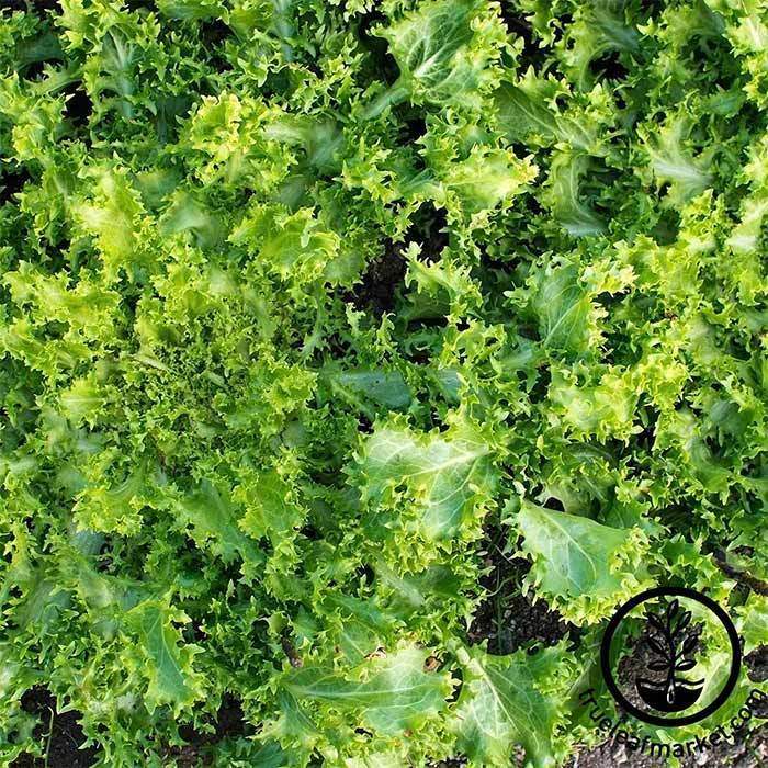 Green Curled Ruffec Endive