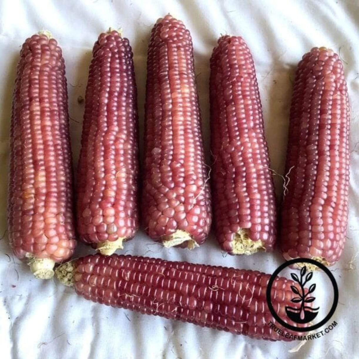 Neon Pink Corn
