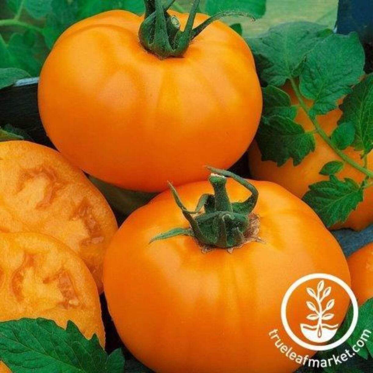 Chefs Choice Orange Tomato