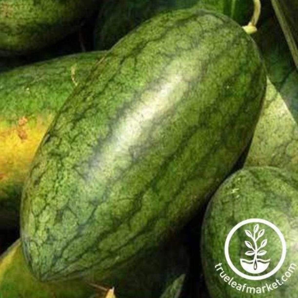 Congo Watermelon