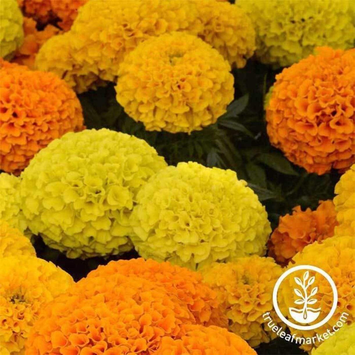 Taishan Series African Marigold