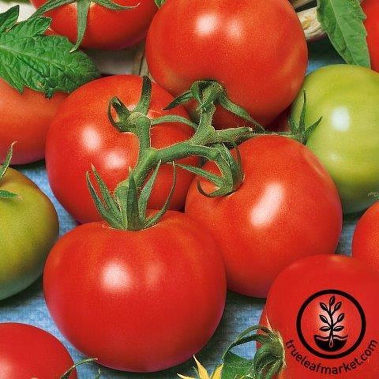Fireworks Tomato