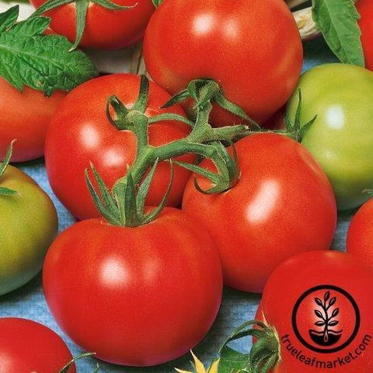 Fireworks Tomato