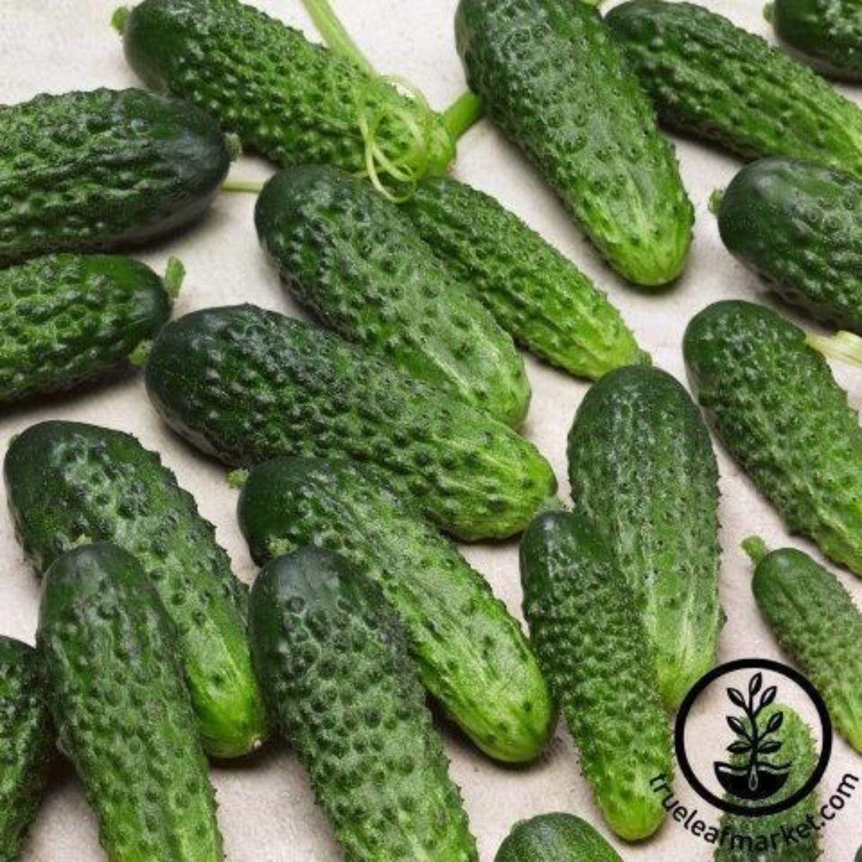 Parisian Pickle Cucumber