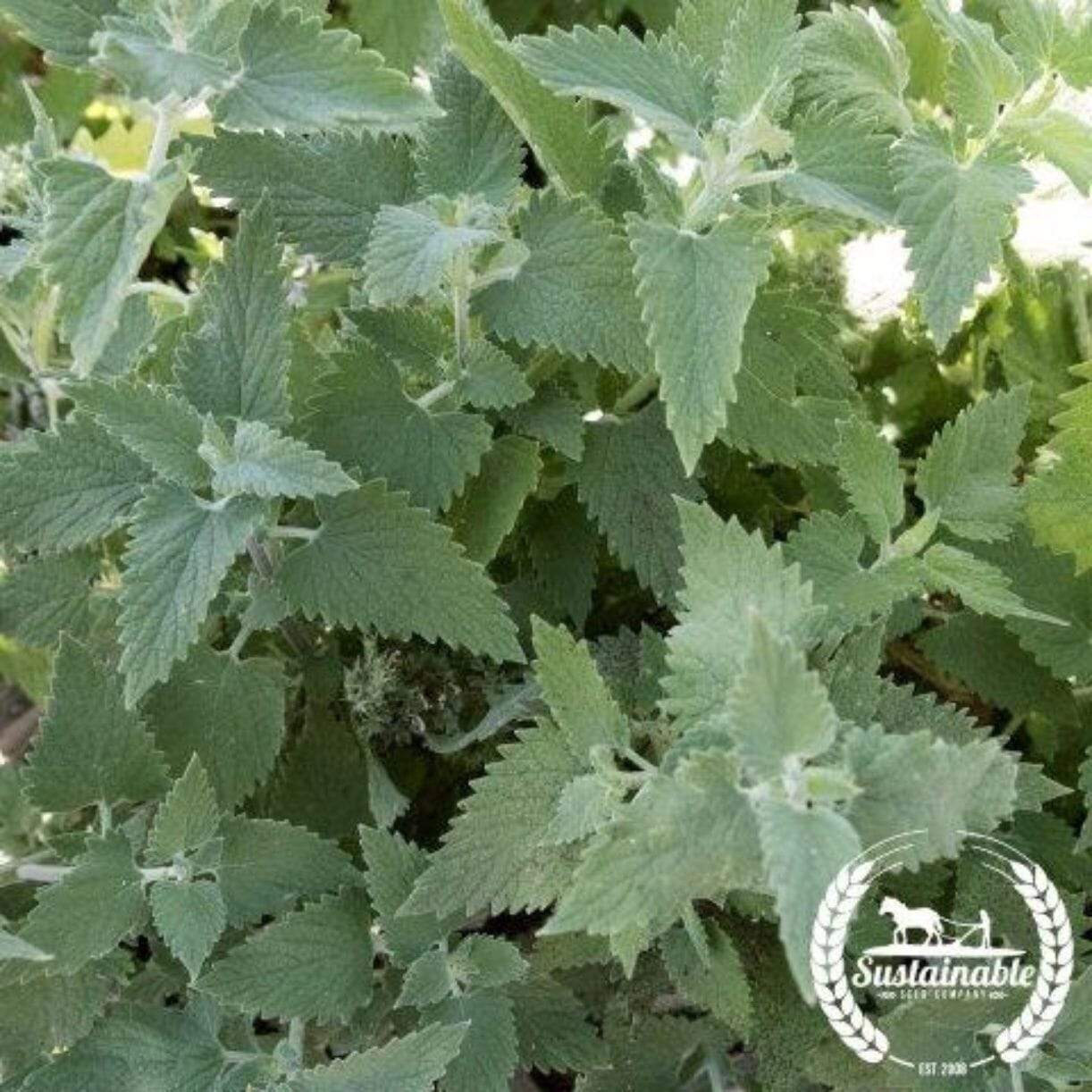 Catnip