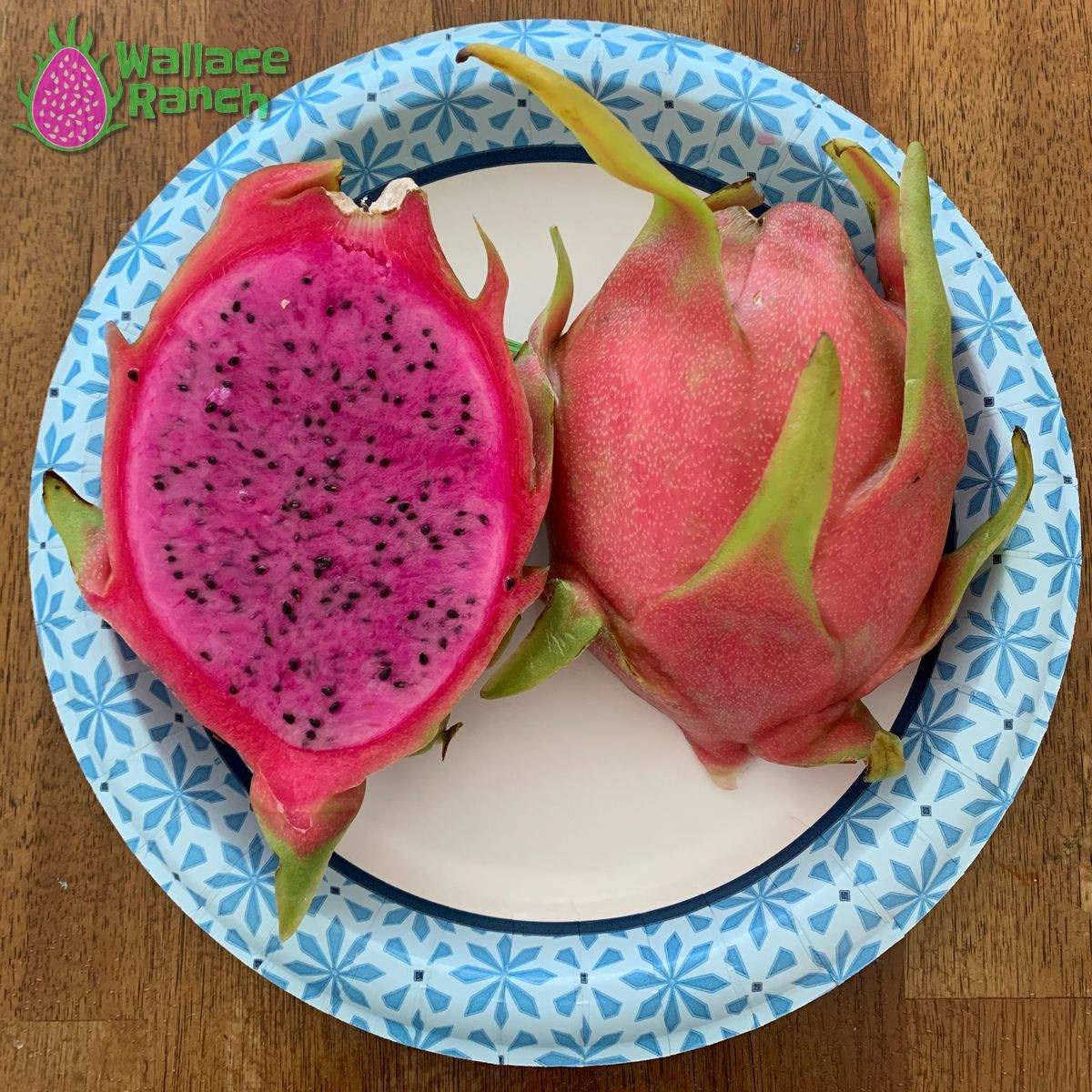 Dark Star 9-s Dragonfruit (1)