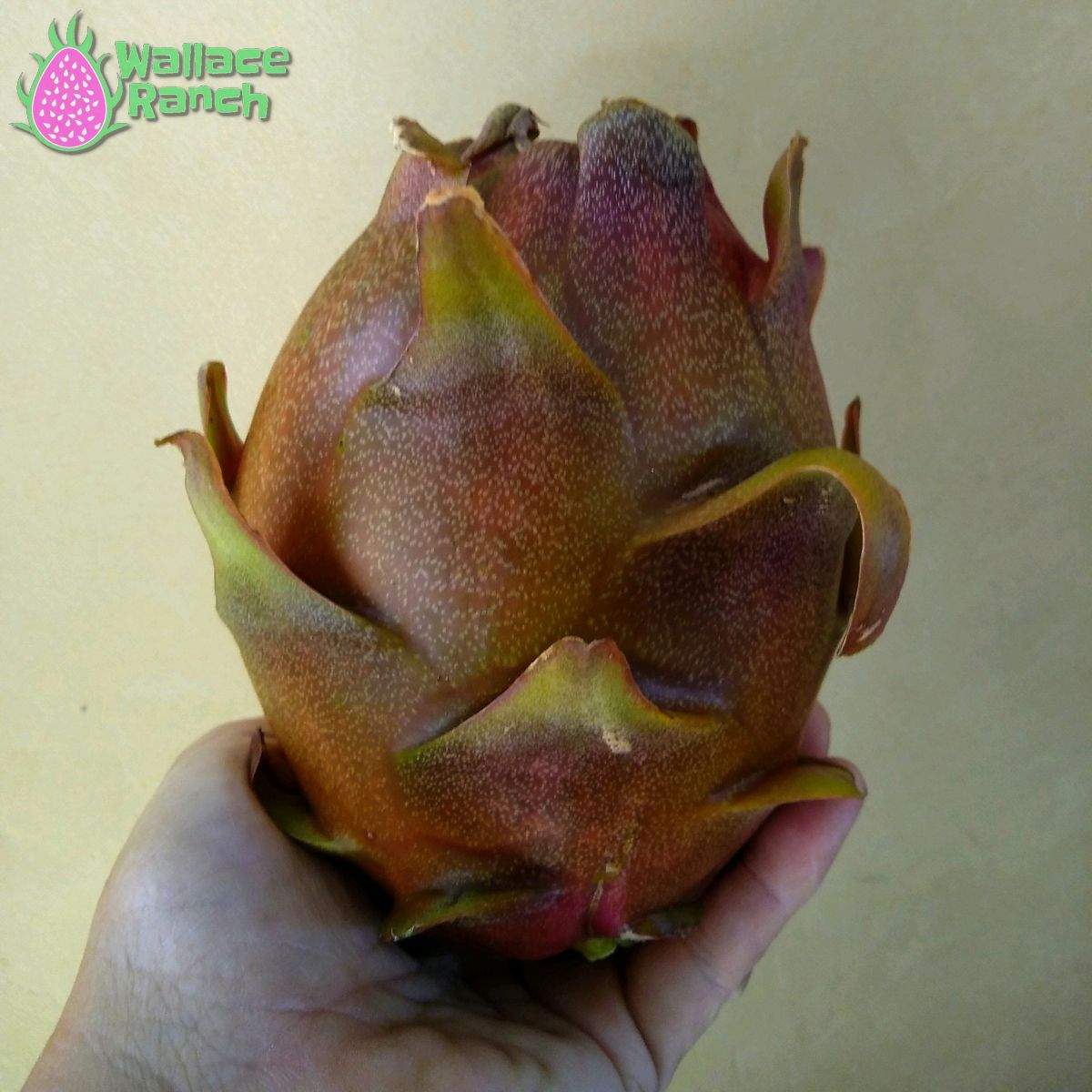 Dark Star 9-s Dragonfruit (2)
