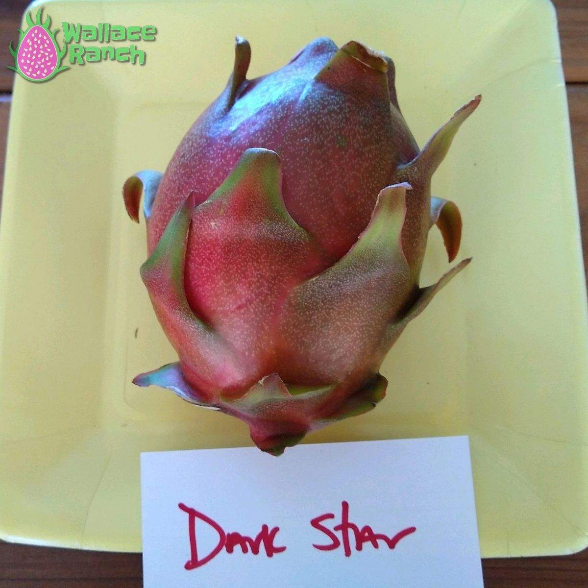 Dark Star 9-s Dragonfruit (3)