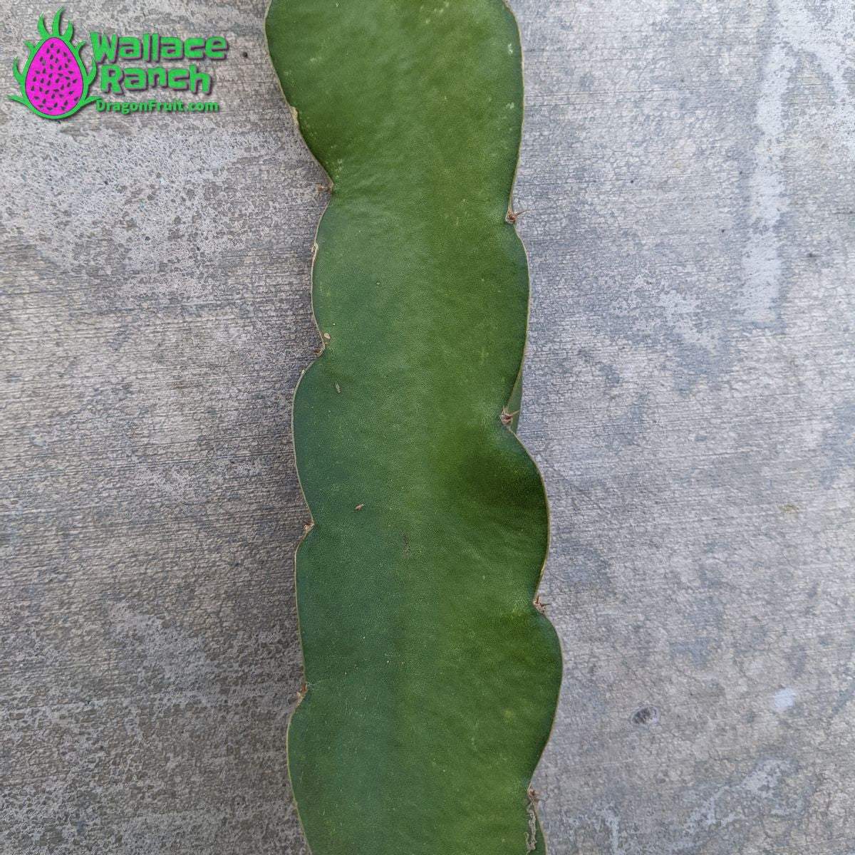 Dark Star 9-s Dragonfruit (6)