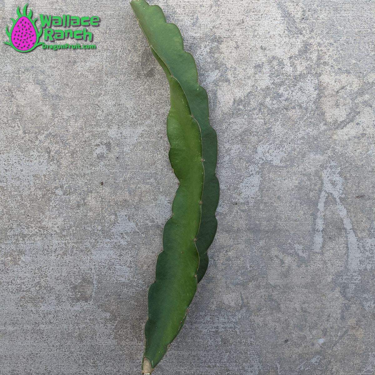 Dark Star 9-s Dragonfruit (4)