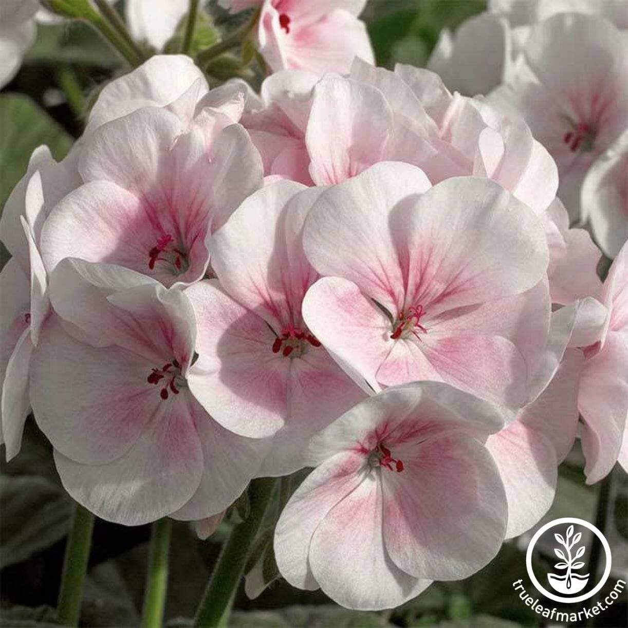 Maverick Series Geranium