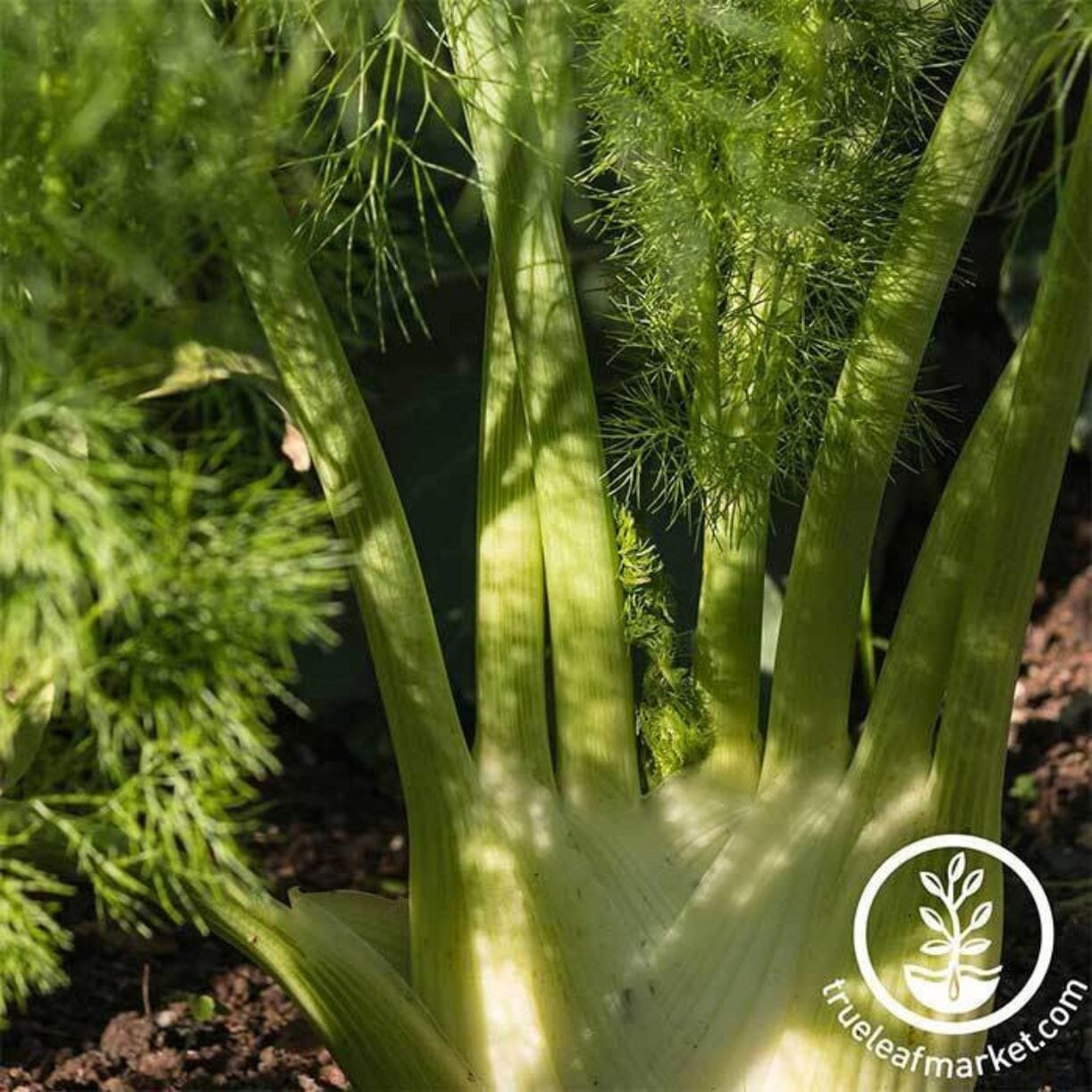 Florence Fennel