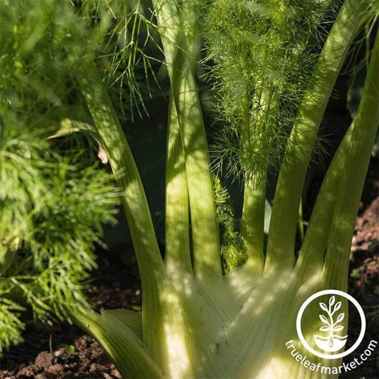 Florence Fennel