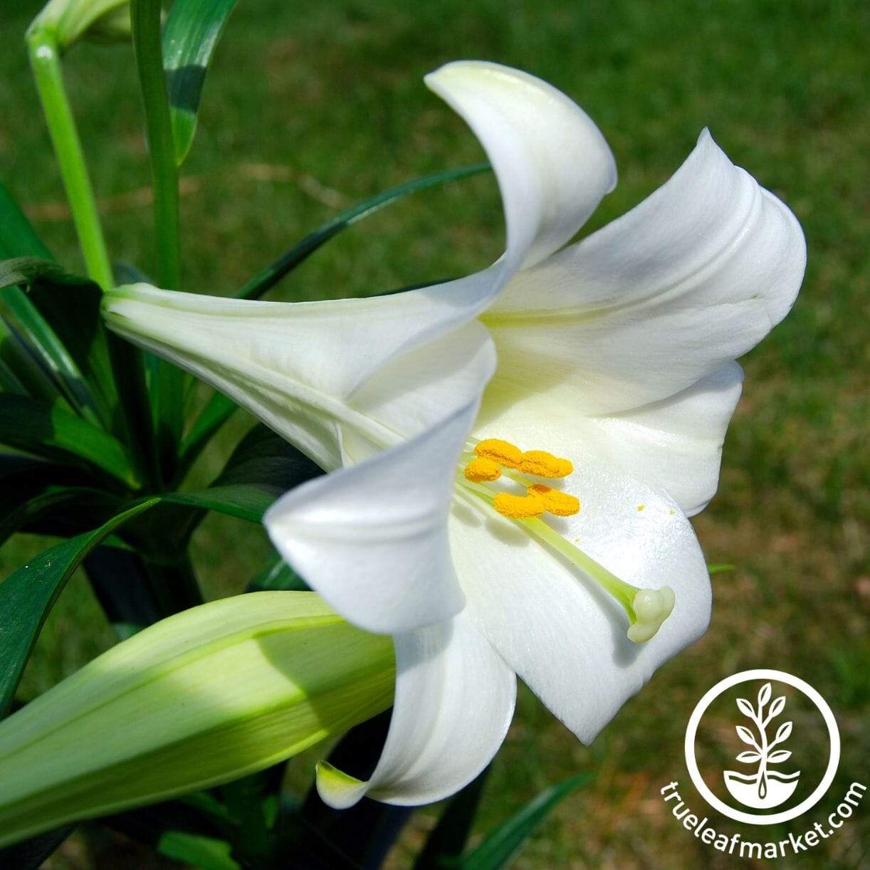 Miracle Easter Lily
