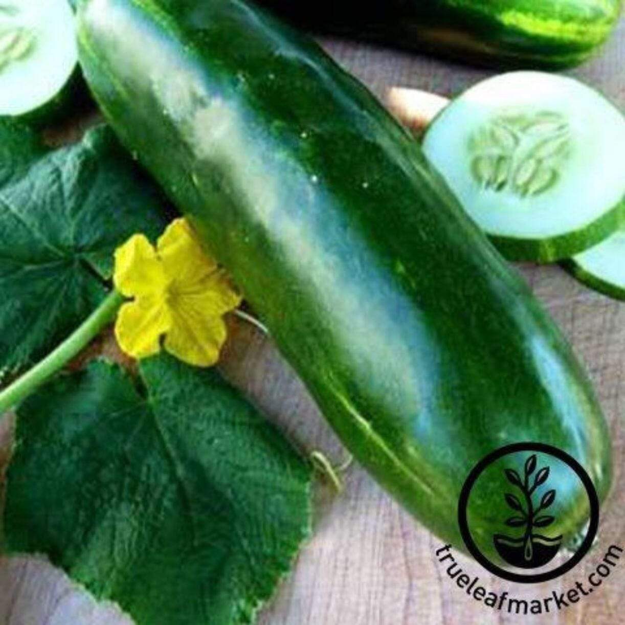 Long Green Imp. Slicing Cucumber