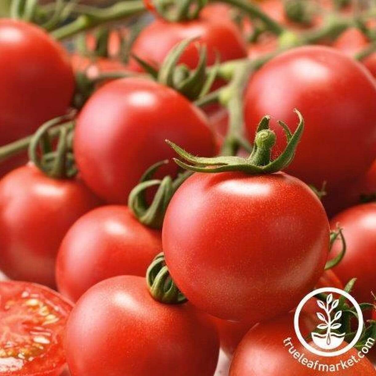 Indian Curry Tomato
